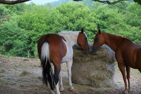 horse friendly together