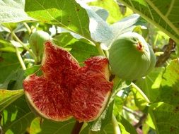 natural ripe fig fruit on a tree