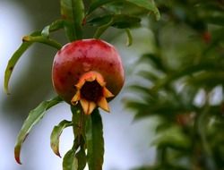 healthy pomegranate fruit