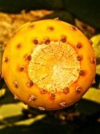 yellow prickly pear cactus