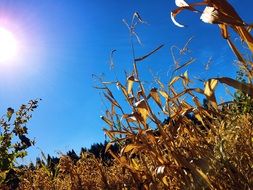 Field of corn in autumn