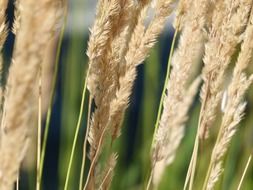 fluffy grass