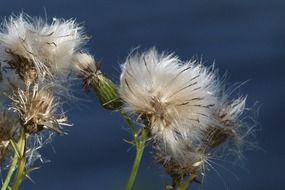 ripe fruits of wild flowers