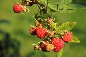 ripe raspberries on a branch close up