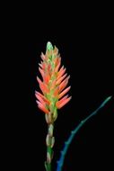 orange decorative flower