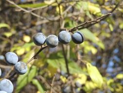 berries fruits