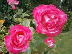 pink rose bush in the garden