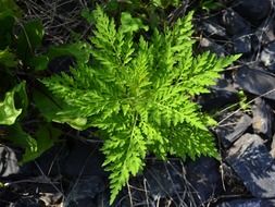 fern symmetry nature