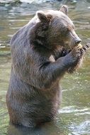 brown bear holding something in grips