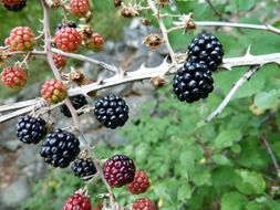 ripening blackberries on the branch