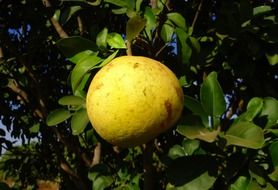 Grapefruit on the tree