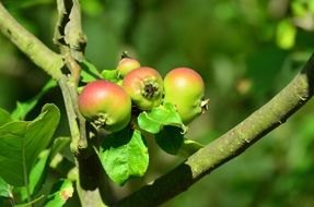 A few apples grow on a tree