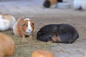 guinea pig in the zoo