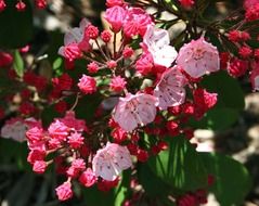 Kalmia flowering plants in the natural environment
