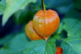Physalis on a bush