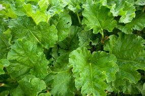 dainty fresh garden vegetation