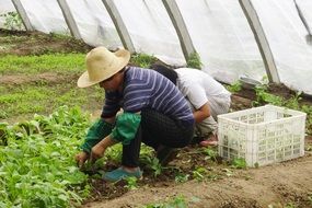 farmers in the greenhouse at work