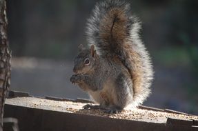 Squirrel with a nut in the wild