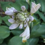 Blue hosta flowers on the plant