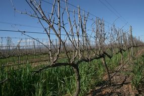 spring vineyard