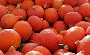 Hokkaido pumpkins