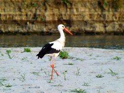 stork birds