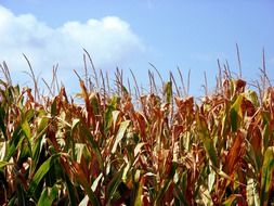 grain corn field