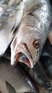 fresh fish dead raw seafood