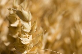 golden ear close up