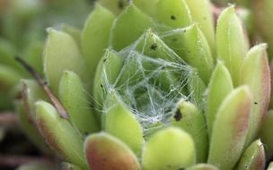 green flower with web