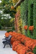 bushes in a park in autumn