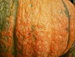big ripe pumpkin