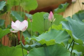 aquatic plant pink flower lotus