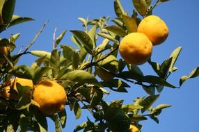 lemon fruits on branches at sky