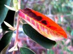 red leaf with black spots