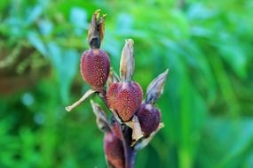 Red-brown Cannes seeds on a green background