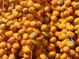 dainty dates fruit