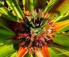 photo of pineapple on the plantation