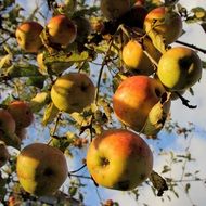 ripe fruit on apple