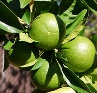 green oranges on a branch close-up on a blurred background