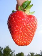 dainty big strawberry