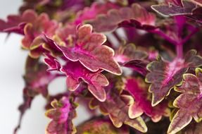 red coleus leaves close up