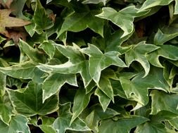 ivy climbing plant close-up