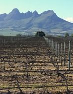 vineyard on the background of mountains