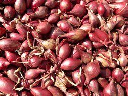 Crate with red shallot