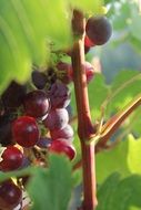 bunch of red grapes in the sunlight