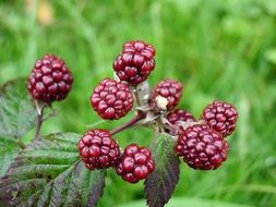 red unripe blackberry