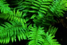 fern in dense forest