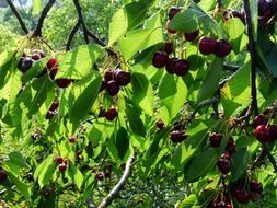 fruit tree of cherry sweet red fruit