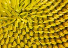 Seeds of the sunflower close-up